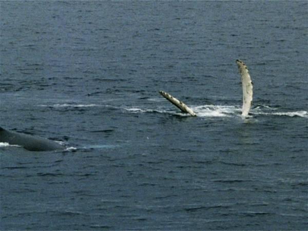 First-Ever Photos Of Humpback Whale Sex Involve Two Males