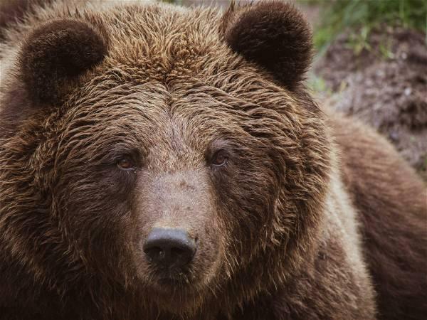 Grizzly bears to be reintroduced to Washington state’s North Cascades