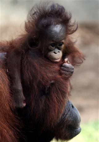 Busch Gardens welcomes critically endangered baby Bornean Orangutan