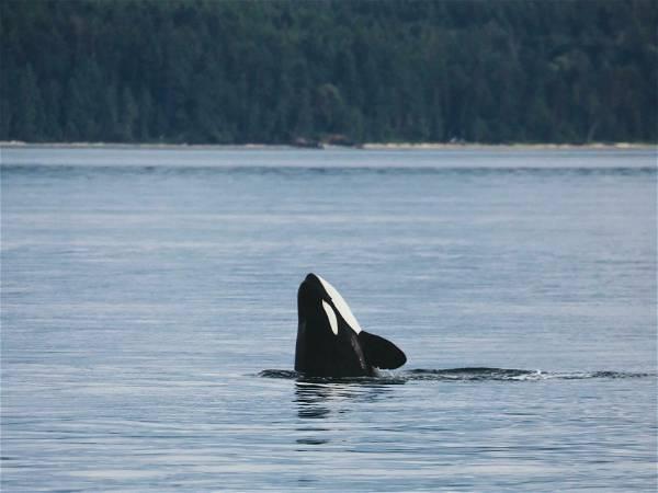 Whale experts confident orca calf will survive, find family if rescue plan succeeds