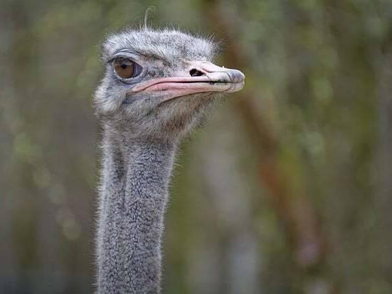 An adored ostrich at a Kansas zoo has died after swallowing a staff member’s keys