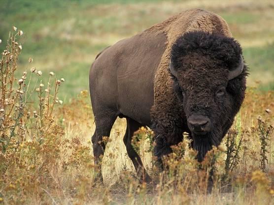 A Yellowstone trip that ended with a man being arrested for kicking a bison