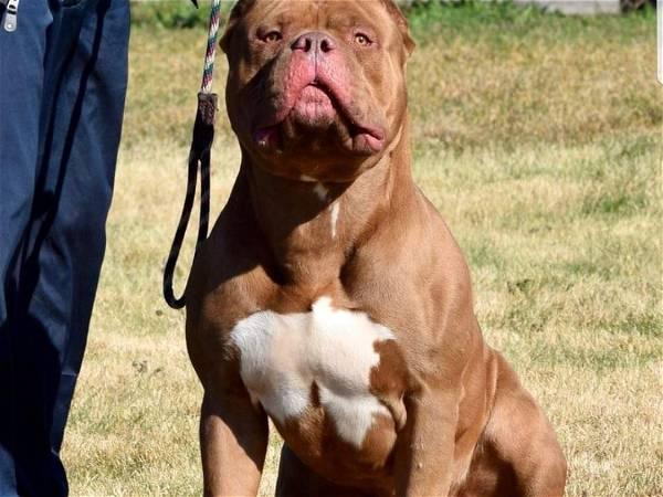 Police in Sheffield seize 22 dogs from illegal XL Bully farm