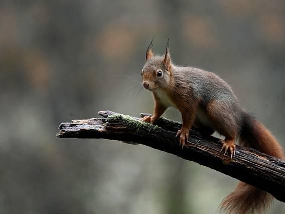Leprosy passed between medieval squirrels and humans, study suggests