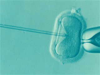 Babies born using frozen IVF embryos ‘at higher risk of childhood leukaemia’