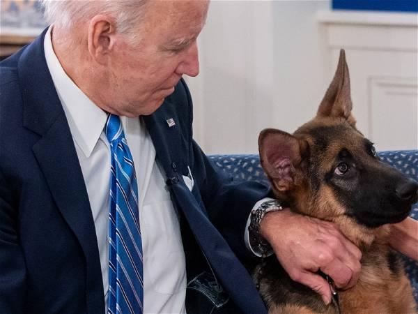 Kristi Noem suggests Biden's dog Commander should be killed like hers