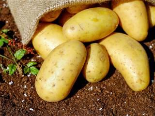 Potatoes will remain classified as a vegetable, not a grain, Collins says