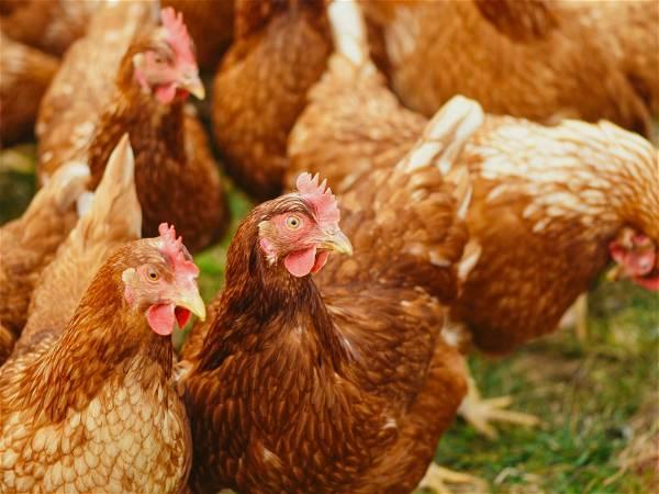 FDA chief says bird flu risk to humans is low, but agency is preparing